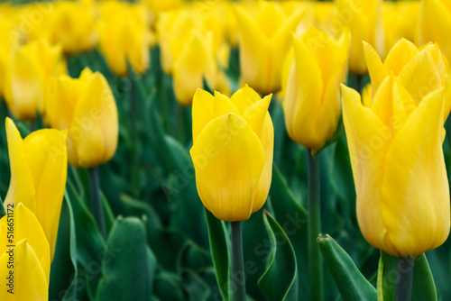 Yellow tulip in garden greenery, flower close-up with blurred background. Botanical foliage in spring garden #516651172