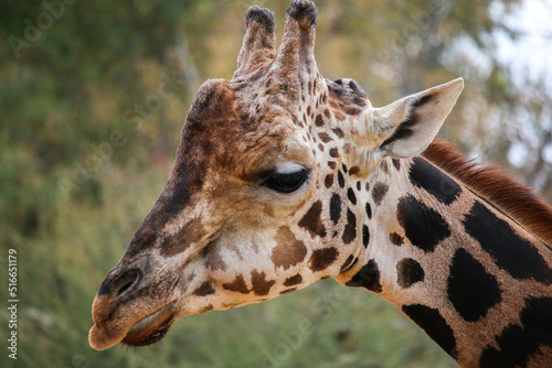 Close-up of the profile of an adult giraffe's face. 