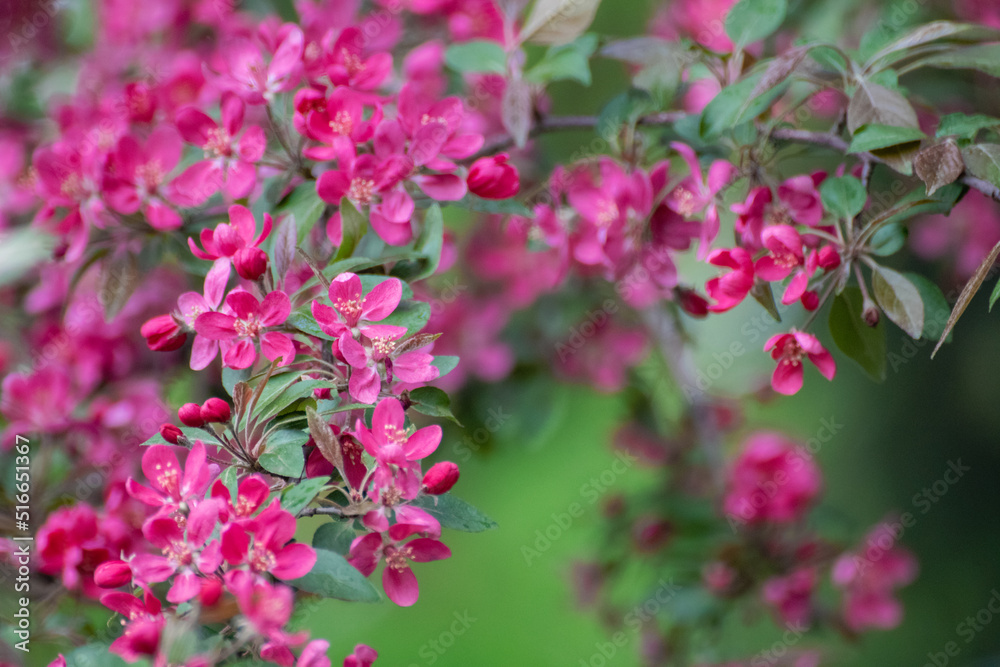 Apple tree blossom, tender pink flowers on branch with green leaves. Spring delicate vibrant pink flowers bloom in garden close-up with blurred green background