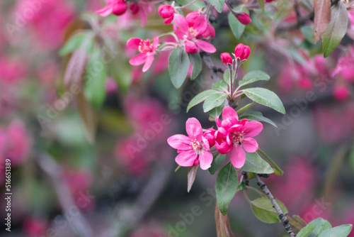 Apple tree blossom, tender pink flowers on branch with green leaves. Apple tree spring delicate bloom in garden close-up with blurred background