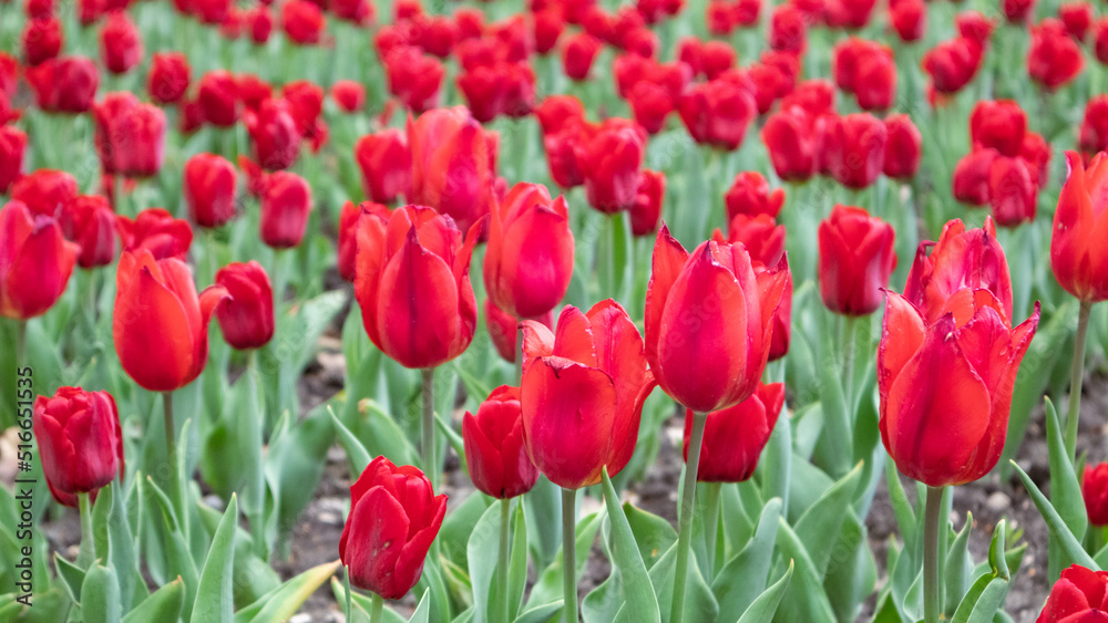 Obraz premium Red tulips with green leaves, flower bed close-up, spring bloom. Romantic botanical meadow foliage