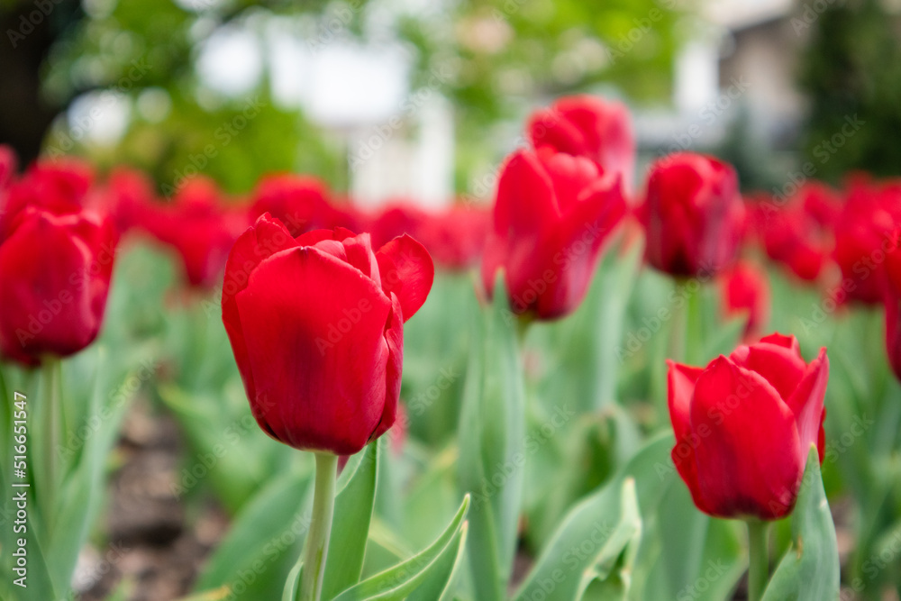 Red tulips flowers with green leaves, city park close-up, spring bloom with blurred background. Romantic fresh botanical meadow foliage