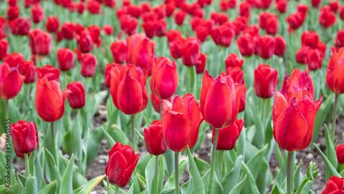 Red tulips with green leaves  flower bed close-up  spring bloom. Romantic botanical meadow foliage