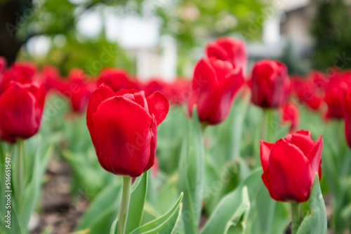 Red tulips flowers with green leaves  city park close-up  spring bloom with blurred background. Romantic fresh botanical meadow foliage