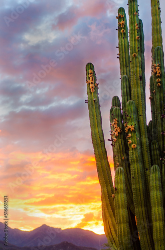 cactus at sunset