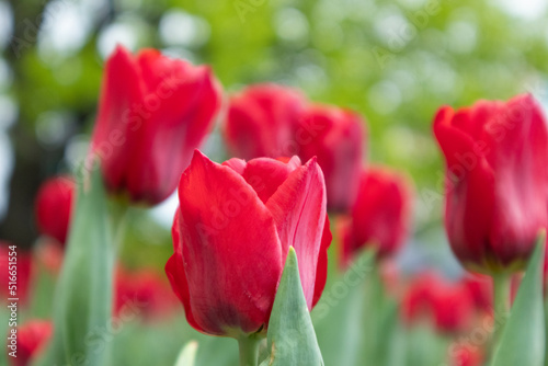 Red tulips flowers with green leaves close-up, spring bloom with blurred trees background. Romantic fresh botanical meadow foliage