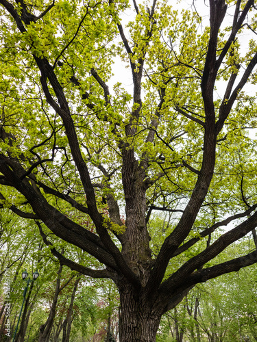 Big old oak tree with light green young leaves in spring city park. Look up through long tree branches of a tree
