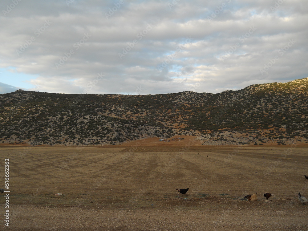 Obraz premium herd of sheep on pasture