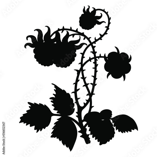 Branch of raspberry plant with leaves flower and berries. Black silhouette on white background.