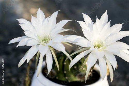 Echinopsis Subdenudata Cardenas in bloom in the garden