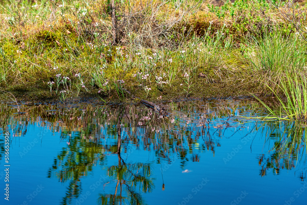 marsh landscape with grass tussocks and reflection in open water marsh landscape with grass tussocks and reflection in open water