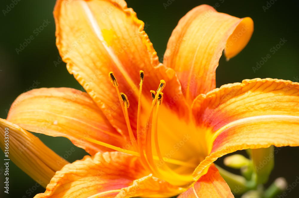 Macro photograph of a tawny lily, otherwise known as an orange daylily, taken in early spring in Ontario, Canada.