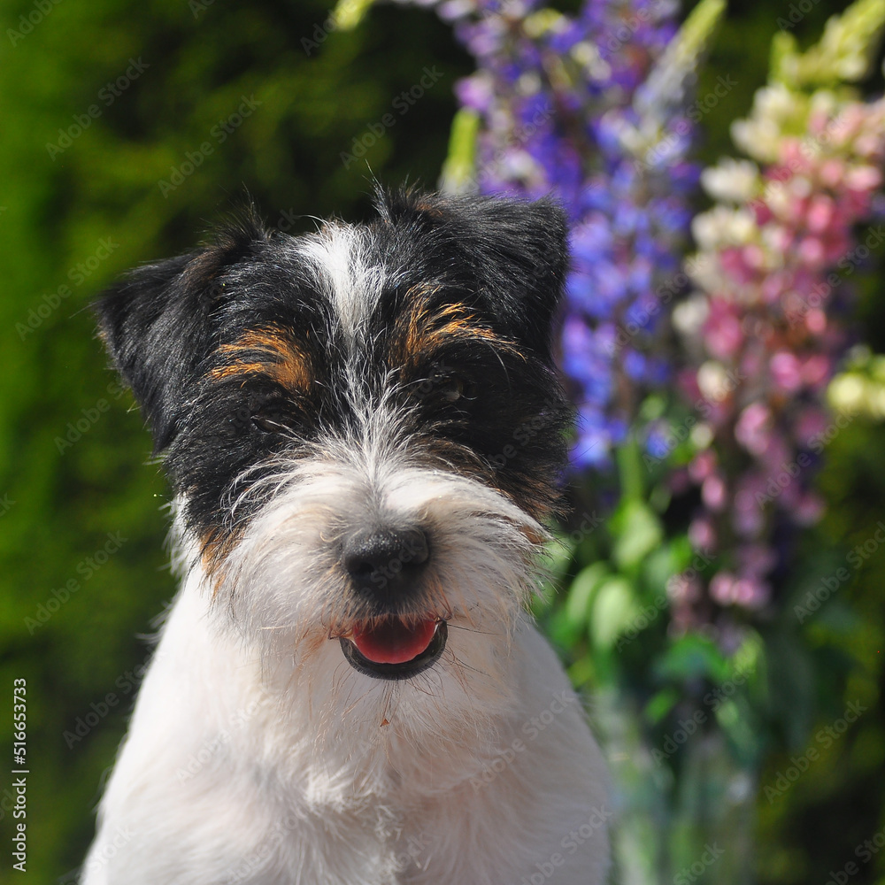 Jack russell tricolor  terrier 