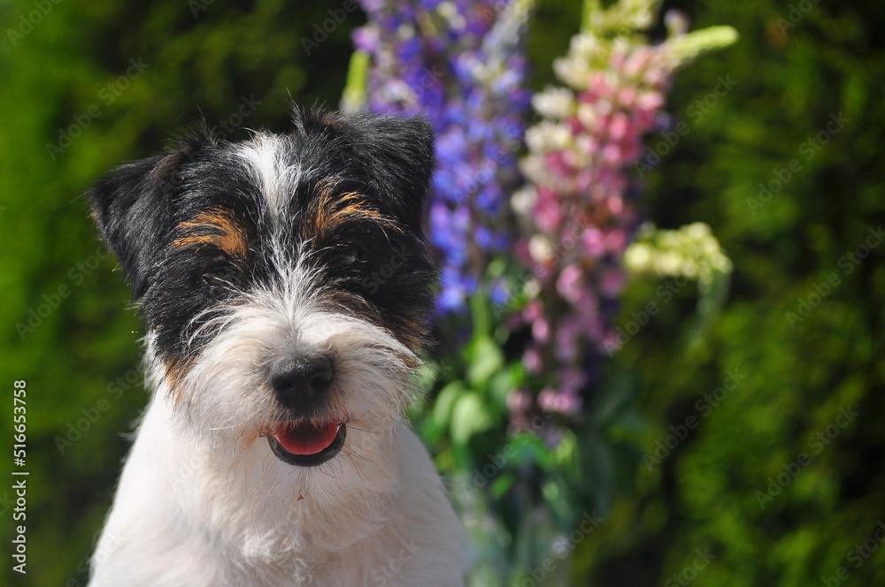 Jack russell tricolor  terrier 
