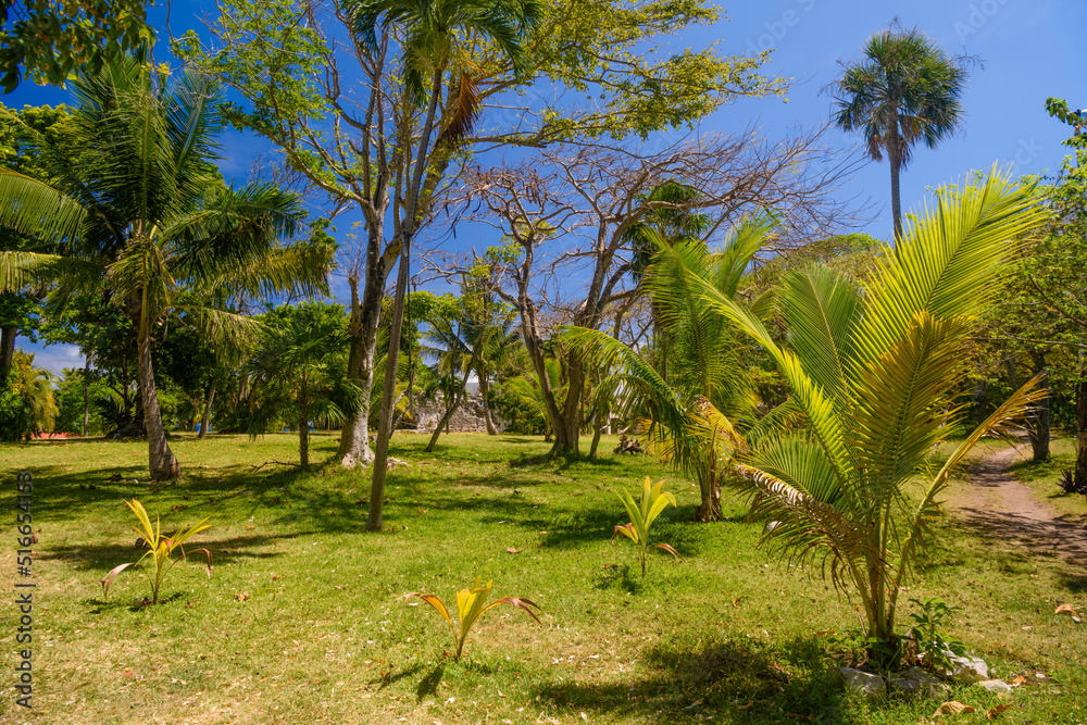 Palms on a sunny day in Playa del Carmen, Yukatan, Mexico
