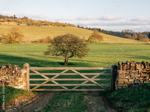 gate and lone tree