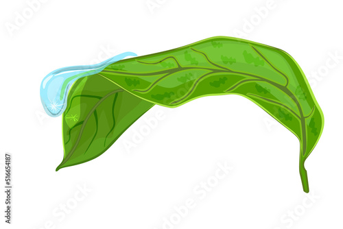 Leaf with drop isolated on white background. Morning dew on green leaf. Leaves and water droplet. Raindrop with light reflection on surface plant.Waterdrop over fresh foliage.Stock vector illustration