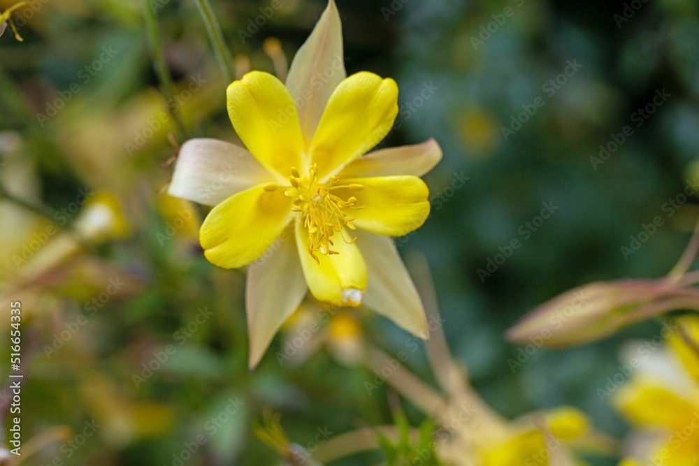 Flower of a golden columbine, Aquilegia chrysantha