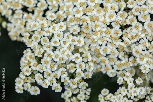 Flower of the yarrow Achillea crithmifolia photo