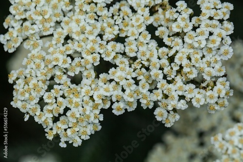 Flower of the yarrow Achillea crithmifolia photo