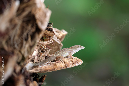 Macro closeup of blown alone lizard warming on summer sun. Anolis sagrei small reptile in native to Florida USA