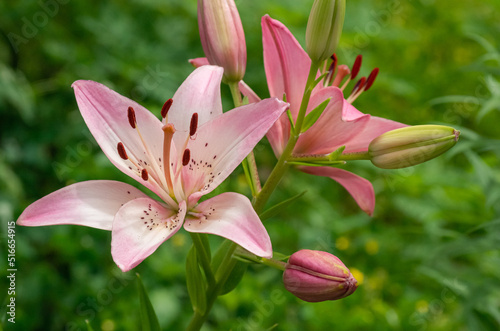 Nature photograph of a pink Asiatic lily taken in Ontario  Canada in early summer.