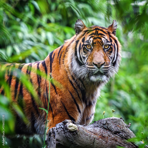 Close-up of a Sumatran tiger in the jungle