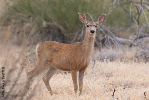 A mule deer doe with tattered ears stands in a field of summer browned grass looking alertly towards the camera.