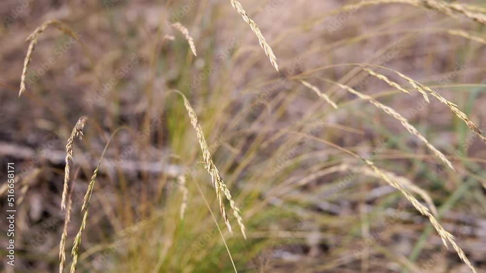 Golden Spikelets of Wheat Grow and Sway in Rays of Sunlight at Sunset in Field. Yellow lonely spikelets of cereal grass swaying in the wind in a meadow in the shine of the sun. Beautiful nature. Golden Spikelets of Wheat Grow and Sway in Rays of Sunlight at Sunset in Field. Yellow lonely spikelets of cereal grass swaying in the wind in a meadow in the shine of the sun. Beautiful nature.