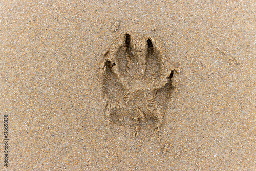 dog footprint in the sand on the beach. pet vacation concept  dog beach