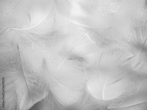 White fluffy bird feathers. Beautiful fog. A message to the angel. The texture of delicate feathers. soft focus