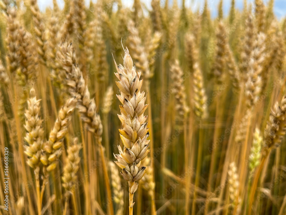 Background of a beautiful field with ripening rye. Rye close-up Background of a beautiful field with ripening rye. Rye close-up