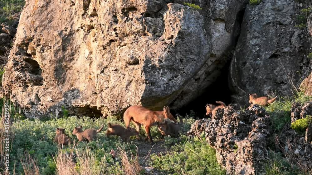 Red fox Vulpes vulpes in the wild. Fox with cubs near the burrow. The fox family. Red fox Vulpes vulpes in the wild. Fox with cubs near the burrow. The fox family.