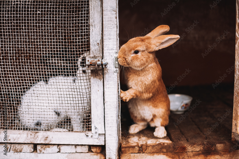 Obraz premium Rabbit couple in separate cages