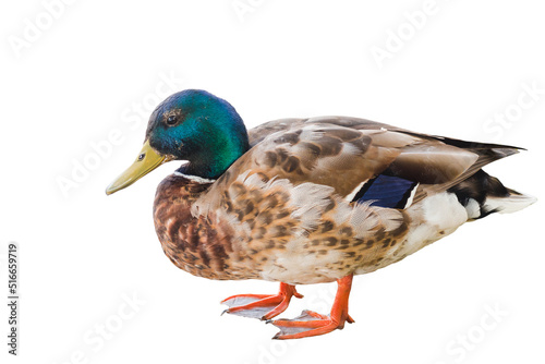 Mallard Duck isolated on white background closeup. Colorful drake wild duck