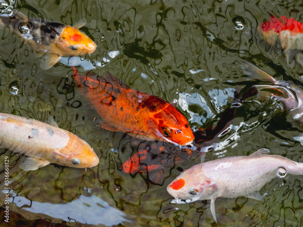 Amur carp or Cyprinus rubrofuscus, usually called Koi or nishikigoi. Colorful decorative fishes in water. Amur carp or Cyprinus rubrofuscus, usually called Koi or nishikigoi. Colorful decorative fishes in water.
