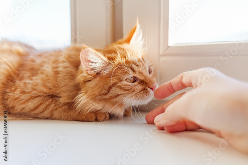 Cute ginger cat is sniffing fingers of woman's hand. Cozy morning at home. Trustful fluffy pet on window sill.
