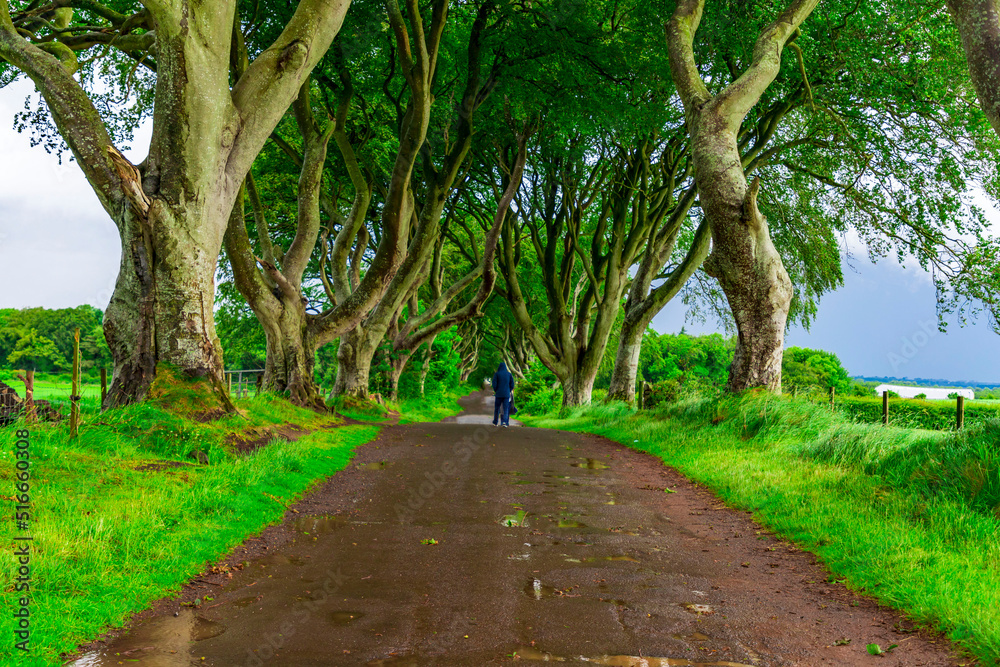 Dark Hedges -iconic beech trees - Kingsroad in HBO's epic series Game of Thrones - Northern Ireland Dark Hedges -iconic beech trees - Kingsroad in HBO's epic series Game of Thrones - Northern Ireland