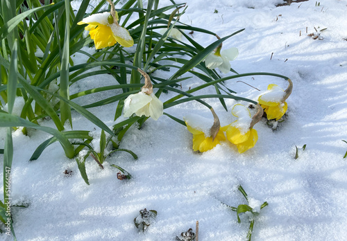 Snow covered daffodils flowers in late spring