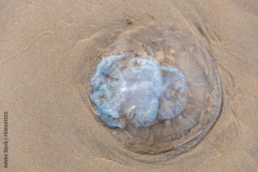 Fotografia do Stock Dead jellyfish washed up on the beach. Rhopilema