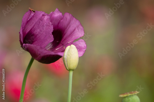 amazing purple poppies summer buds of summer flowers close up  floral background
