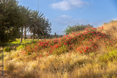 Thickets of cereals, bougainvillea and olive trees in a park near a road in Israel