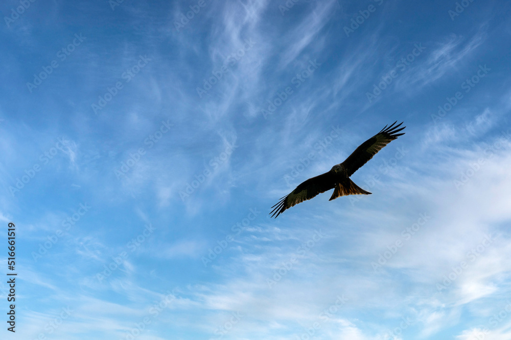 Flying red kite (Milvus milvus) on British sky Flying red kite (Milvus milvus) on British sky
