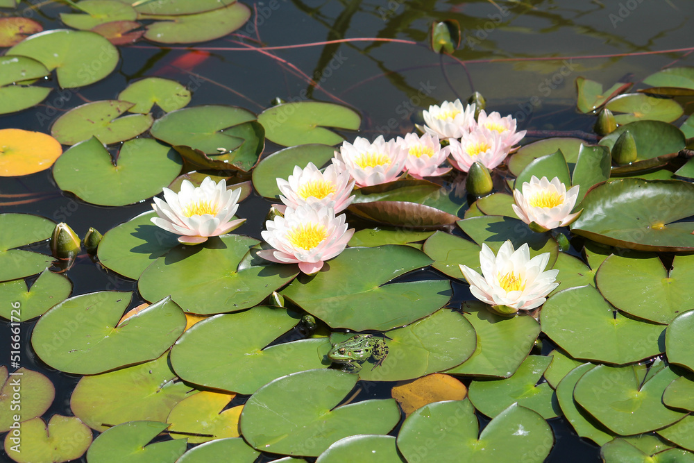 Garden pond with green leaves and white flowers of water lilies (Nymphaea) plants Garden pond with green leaves and white flowers of water lilies (Nymphaea) plants