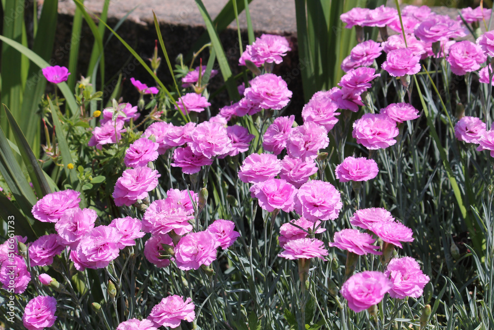 Double flowers of cottage pink plant (Dianthus plumarius) plants in summer garden