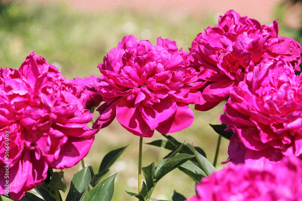 Pink double flowers of Paeonia lactiflora (cultivar Music Man). Flowering peony plant in summer garden