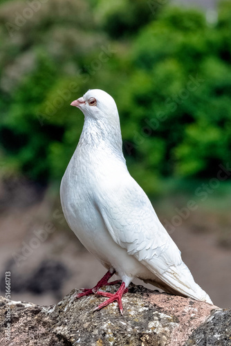 Wild white pigeon on the wall