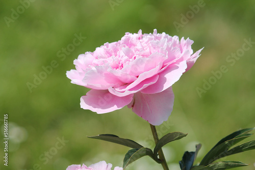 Foto Pink double flower of Paeonia lactiflora (cultivar Sarah Bernhardt) close-up