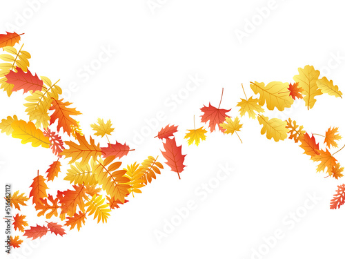 Oak, maple, wild ash rowan leaves vector, autumn foliage on white background.