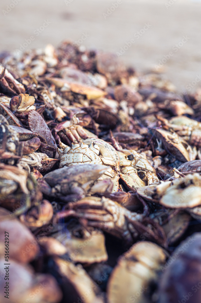 a large pile of dead crabs. High quality photo a large pile of dead crabs. High quality photo